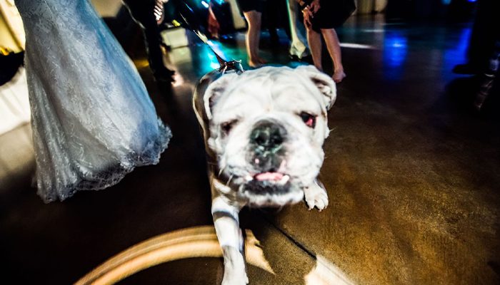 Ways to Include your dog in your wedding